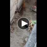 【衝撃】猿vs犬のバトルの結果がこちらｗｗｗｗｗｗｗｗｗｗ
