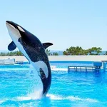 【爆笑】次、生まれ変わったら何になりたい？ｗｗｗｗｗｗｗｗｗｗ