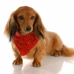 【悲報】赤ちゃん産めなくなったペットショップのメス犬さん（6）、里親募集されてしまう・・・・・・・・・