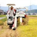 【悲報】コメ農家さん「今年は安くなりすぎ」「こんな値段じゃ米作りをやめる人も多くなる」・・・・・・・・・