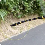 【悲報】トンボとかいうクソキショい虫が市民権を得てる理由ｗｗｗｗｗｗｗｗｗｗ
