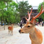 【爆笑】奈良県、近畿の中で序列最下位だったｗｗｗｗｗｗｗｗｗｗ