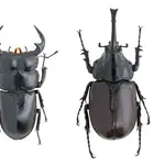 【悲報】カブトムシを捕まえに行ってクワガタを捕まえた男さん、逮捕されるｗｗｗｗｗｗｗｗｗｗ