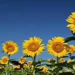 【朗報】日本さん、夏終了のお知らせｗｗｗｗｗｗｗｗｗｗ