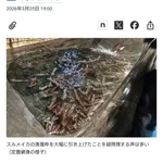【悲報】水産庁、泣く。「去年スルメイカを乱獲したら今年は赤ちゃんイカすら居なくなっちゃった😭😭」