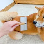 【悲報】柴犬さん、ブラッシングと拭き取りだけでいいらしくてなwwwwwwwwww
