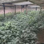 【画像】北海道で過去最大級の大麻栽培所見つかり摘発される