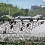 【戦慄】畑荒らしてたカラスさんが網に引っ掛かってたんだが・・・・・・・・・