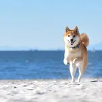 犬ってあんな人間に懐くのすごくない?