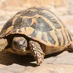 【衝撃】亀さん、エサ無しで１８ヶ月も耐えてしまう🐢・・・・・・・・・