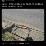 【悲報】鯉、水害を満喫wwwwwwwwww