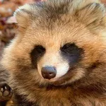【朗報】【画像】たぬきさん、流石にかわいすぎるwwwwwwwwww