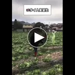 【衝撃】タイ人実習生さん「キャベツでサッカーやってみた」wwwwwwwwww