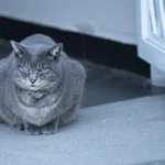 大きさが10倍になったらヤバいもの
