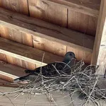 【悲報】鳩さん、うちのガレージに巣を作ってしまうｗｗｗｗｗｗｗｗｗｗ