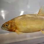岐阜県、鮎を養殖して巨大化(100g→300g)する計画。塩焼きではなく『刺身で食べる鮎』を目指す