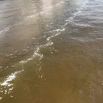 【悲報】東京の隅田川、豪雨で例の色に変わってしまう・・・・・・・・・